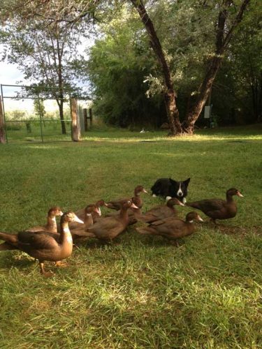 Bond the Border Collie